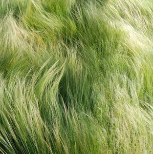 Meet your Posher, Plum